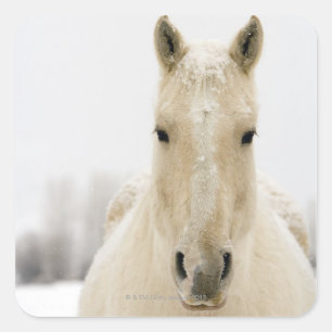 Pegatina Cuadrada Caballo con nieve en la cabeza