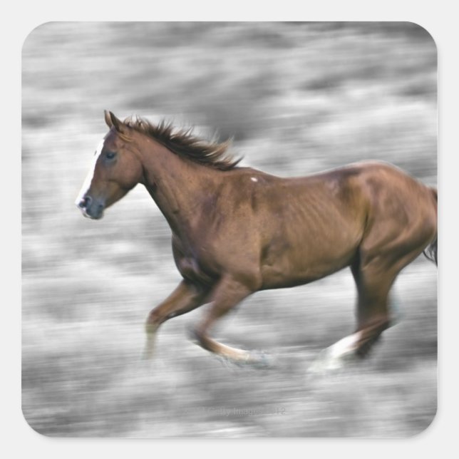 Pegatina Cuadrada Caballo de carreras (Anverso)
