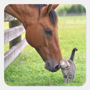 Pegatina Cuadrada Caballo de granja con gato atigrado