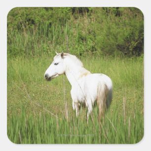 Pegatina Cuadrada Caballo de la Camarga en la Costa Azul de los Alpe