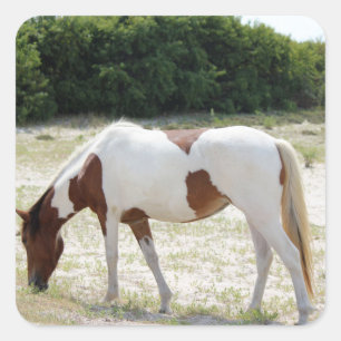 Pegatina Cuadrada Caballo de la isla de Assateague