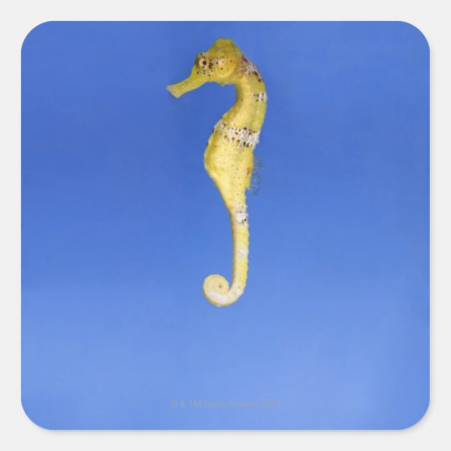 Pegatina Cuadrada Caballo de mar (Anverso)