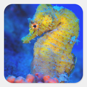 Pegatina Cuadrada Caballo de mar brillante   Hippocampus
