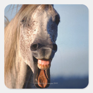 Pegatina Cuadrada caballo de risa