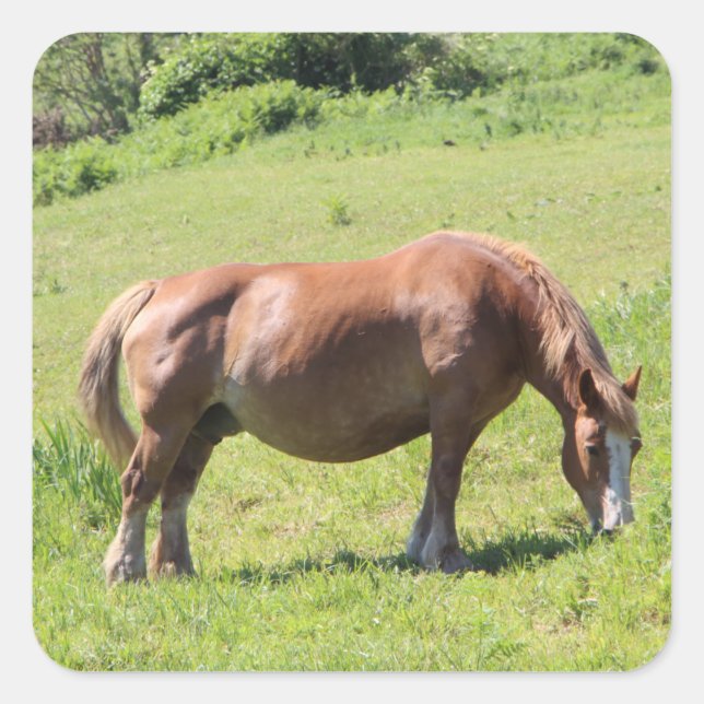 Pegatina Cuadrada Caballo de Trait Breton (Anverso)