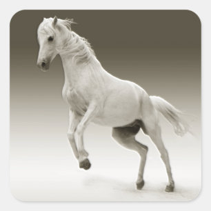 Pegatina Cuadrada Caballo de yegua blanca ecuestre