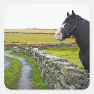 Pegatina Cuadrada Caballo en granja en la Inglaterra rural