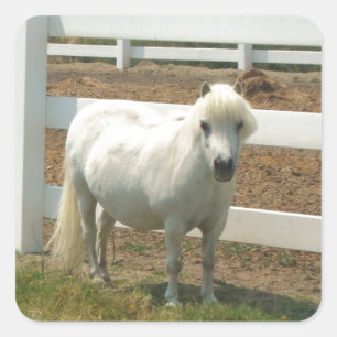 Pegatina Cuadrada Caballo en miniatura blanco