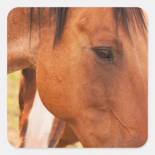 Pegatina Cuadrada Caballo escondido detrás de caballo