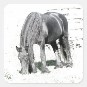 Pegatina Cuadrada Caballo Friesio Stallion Animal Naturaleza animal 