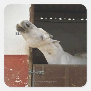 Pegatina Cuadrada Caballo gris en un establo