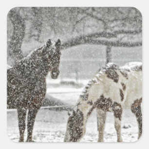 Pegatina Cuadrada caballo invierno nieve granja rancho animales neva