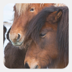 Pegatina Cuadrada Caballo islandés durante el invierno en Islandia