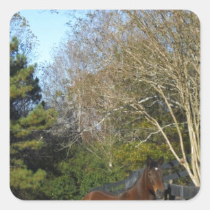 Pegatina Cuadrada Caballo marrón contra una valla