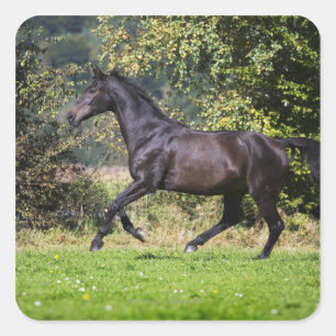 Pegatina Cuadrada caballo marrón corriendo en la pradera