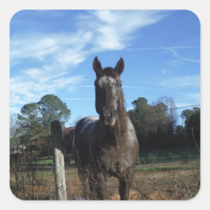 Pegatina Cuadrada Caballo marrón de chocolate lechoso en azul