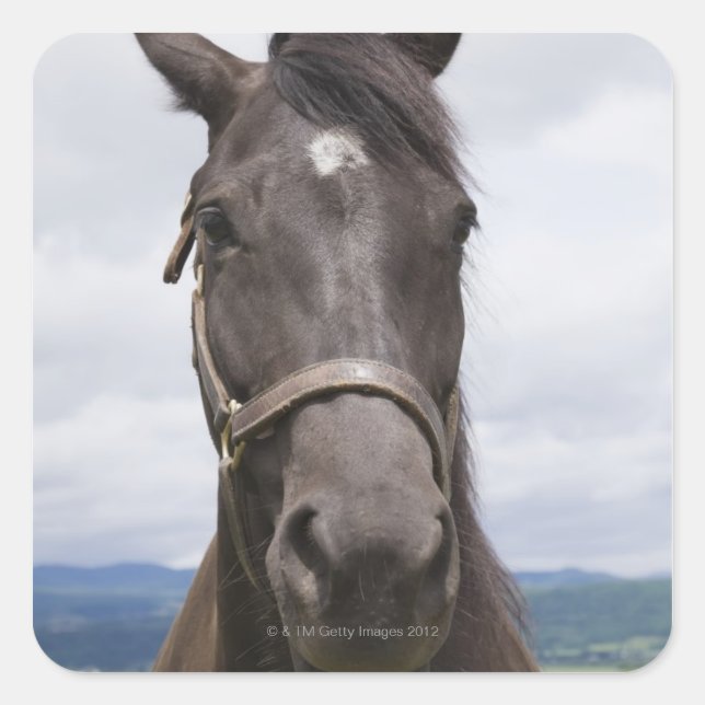 Pegatina Cuadrada Caballo marrón oscuro (Anverso)