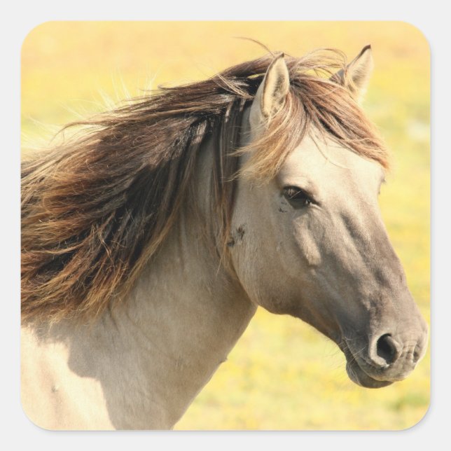 Pegatina Cuadrada Caballo salvaje (Anverso)