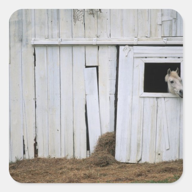 Pegatina Cuadrada Caballo Stictac Cabecera fuera Ventana de la barra (Anverso)