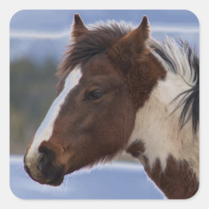 Pegatina Cuadrada Caballo tricolor