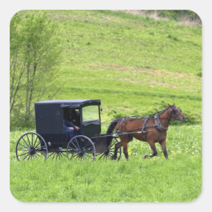 Pegatina Cuadrada Caballo y buggy Amish cerca de Berlín, Ohio.