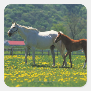 Pegatina Cuadrada Caballo y su poeta parados en un campo