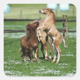 Pegatina Cuadrada Caballos 3