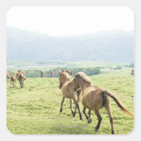 Caballos corriendo
