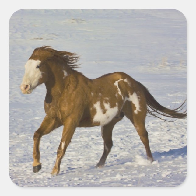 Pegatina Cuadrada Caballos Corriendo en Nieve (Anverso)