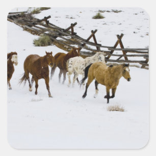 Pegatina Cuadrada Caballos Corriendo en Nieve