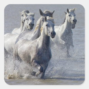 Pegatina Cuadrada Caballos de Camarga corriendo en la marisma para c