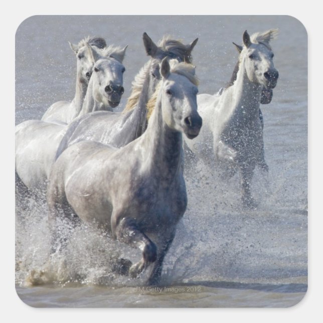 Pegatina Cuadrada Caballos de Camarga corriendo en la marisma para c (Anverso)