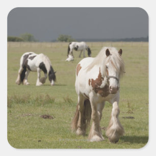 Pegatina Cuadrada Caballos de Clydesdale en un campo, Northumberland
