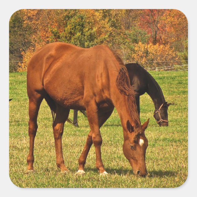 Pegatina Cuadrada Caballos de otoño (Anverso)