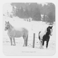 Caballos en el rancho