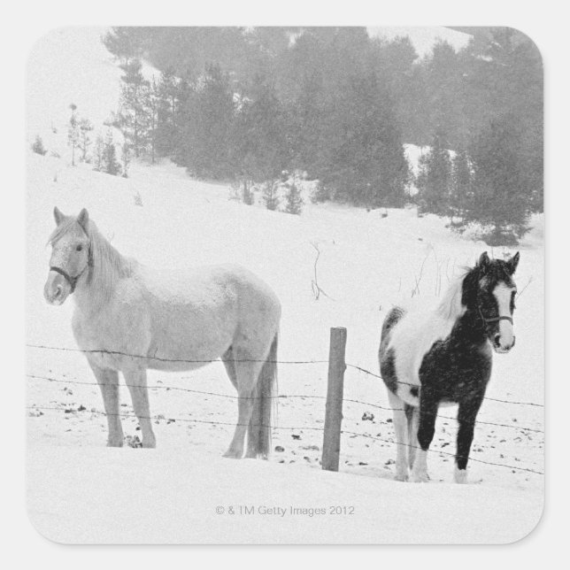 Pegatina Cuadrada Caballos en el rancho (Anverso)