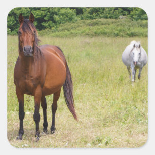 Pegatina Cuadrada Caballos grises y laureados
