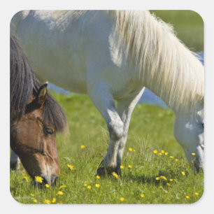 Pegatina Cuadrada Caballos islandeses en el oeste de Islandia.