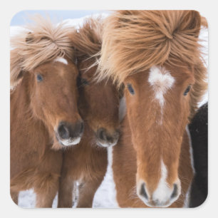 Pegatina Cuadrada Caballos islandeses se arriman, Islandia