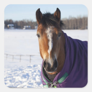 Pegatina Cuadrada Caballos pastoreando en un campo cubierto de nieve
