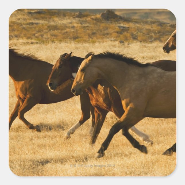Pegatina Cuadrada Caballos salvajes (Anverso)