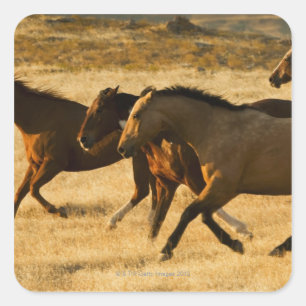 Pegatina Cuadrada Caballos salvajes