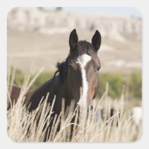 Pegatina Cuadrada Caballos salvajes de Dakota del Sur