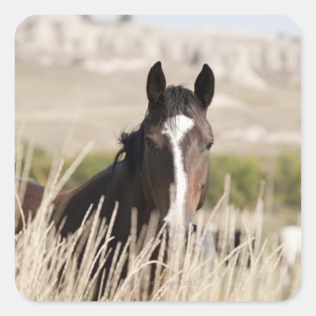 Pegatina Cuadrada Caballos salvajes de Dakota del Sur (Anverso)