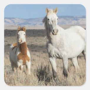 Pegatina Cuadrada Caballos salvajes en casa en la cuenca de Sandwash