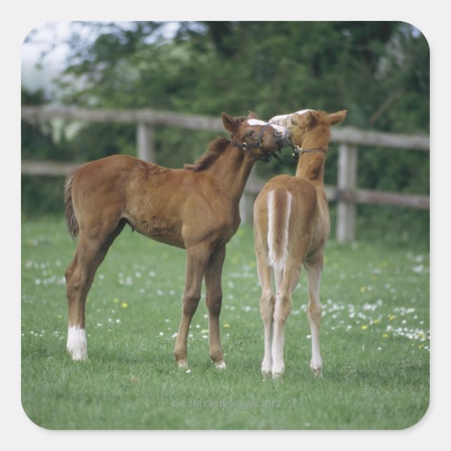 Pegatina Cuadrada Caballos - Tos, Terneros, (Anverso)