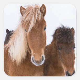 Pegatina Cuadrada Cabalos islandeses lindos juntos