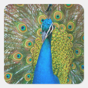 Pegatina Cuadrada Cabeza azul pavo real con y plumas de cola colorid