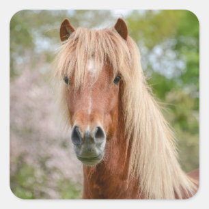 Pegatina Cuadrada Cabeza de caballo Aegidienberger cruza Islandia y 