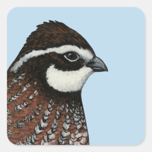 Pegatina Cuadrada Cabeza de codorniz Bobwhite